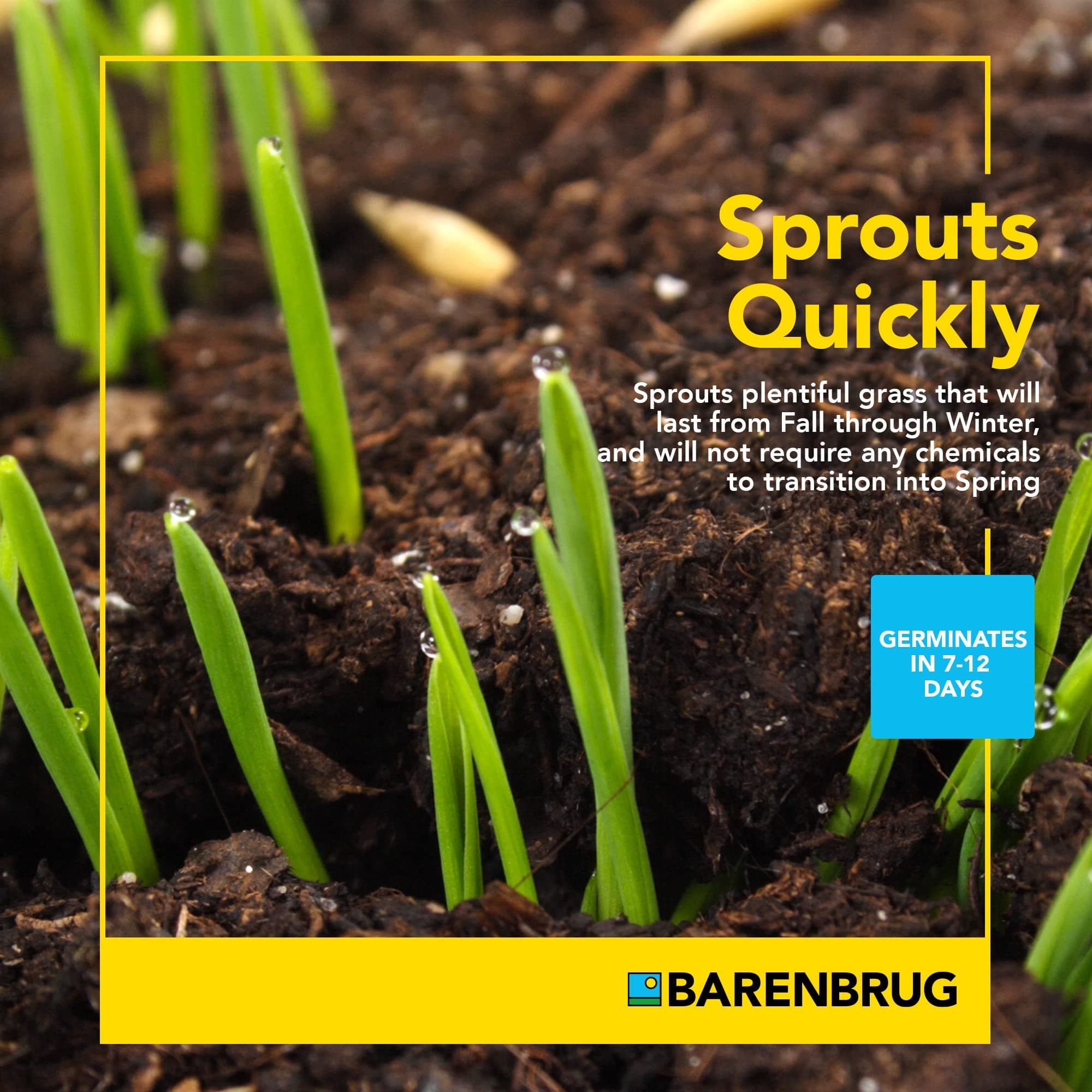 BARENBRUG USA 24049 Winter Wonderlawn Grass Seed, 10 lb - Thumbnail 4