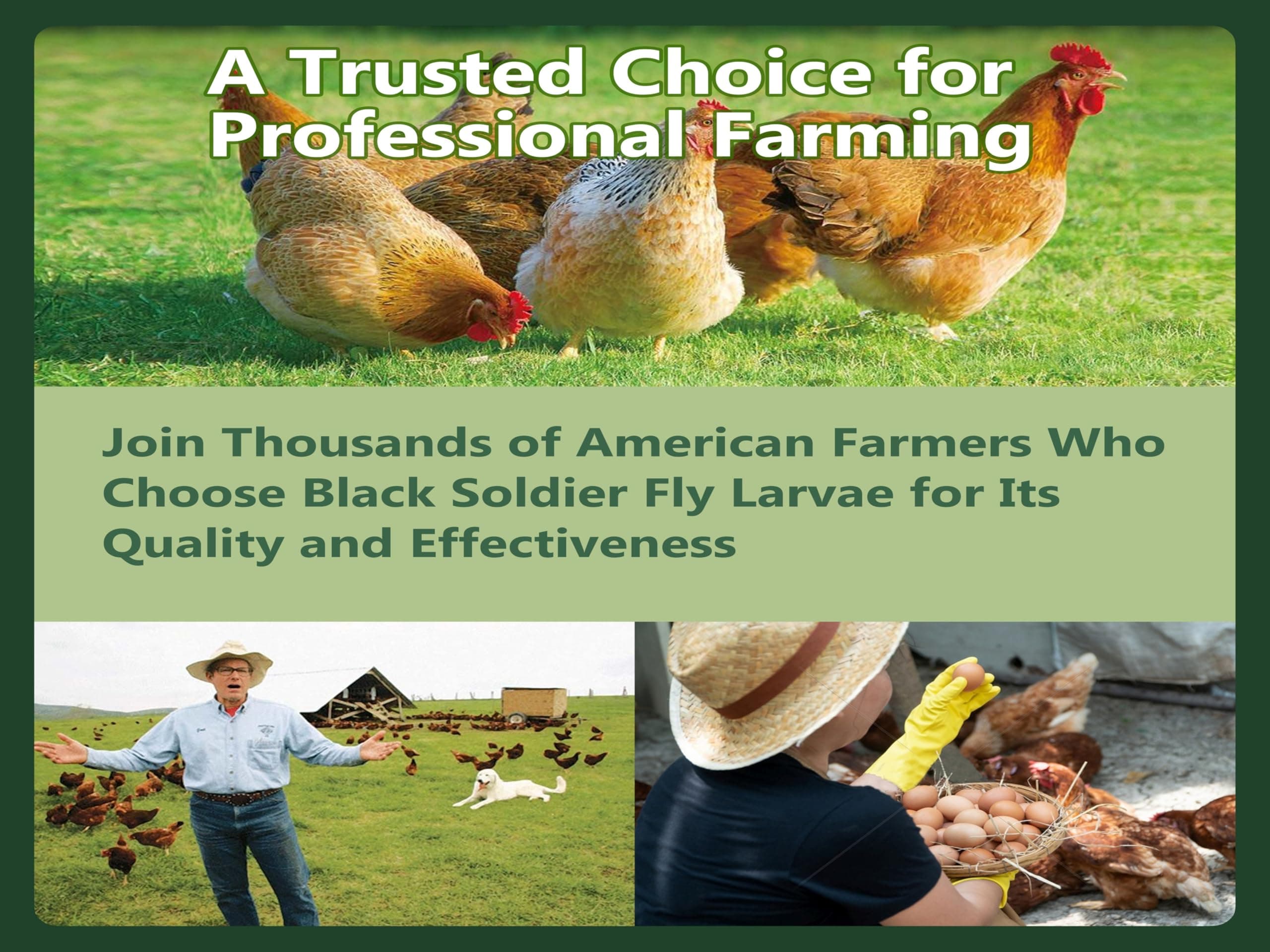 Rexilon 10lb Dried Black Soldier Fly Larvae – Protein & Calcium Rich - Thumbnail 4