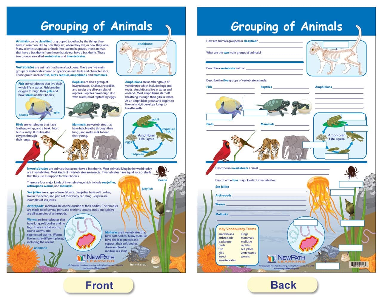 NewPath Learning - 94-3502 The Six Kingdoms Bulletin Board Charts, 12 x 18 Inch, - Thumbnail 3