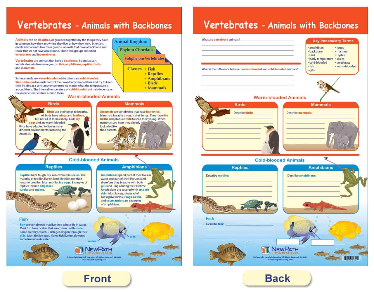NewPath Learning - 94-3502 The Six Kingdoms Bulletin Board Charts, 12 x 18 Inch, - Thumbnail 6