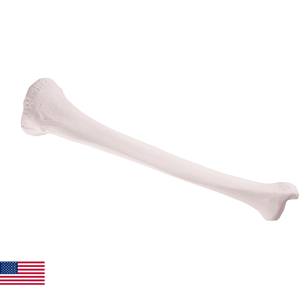 3B Scientific A35/3 Tibia 3B Smart Anatomy - Image 1