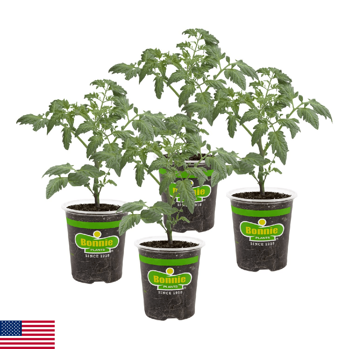 Bonnie PLANTS Husky Cherry Red Tomato Live Vegetable Plants - 4 Pack, Non-GMO, B - Image 1