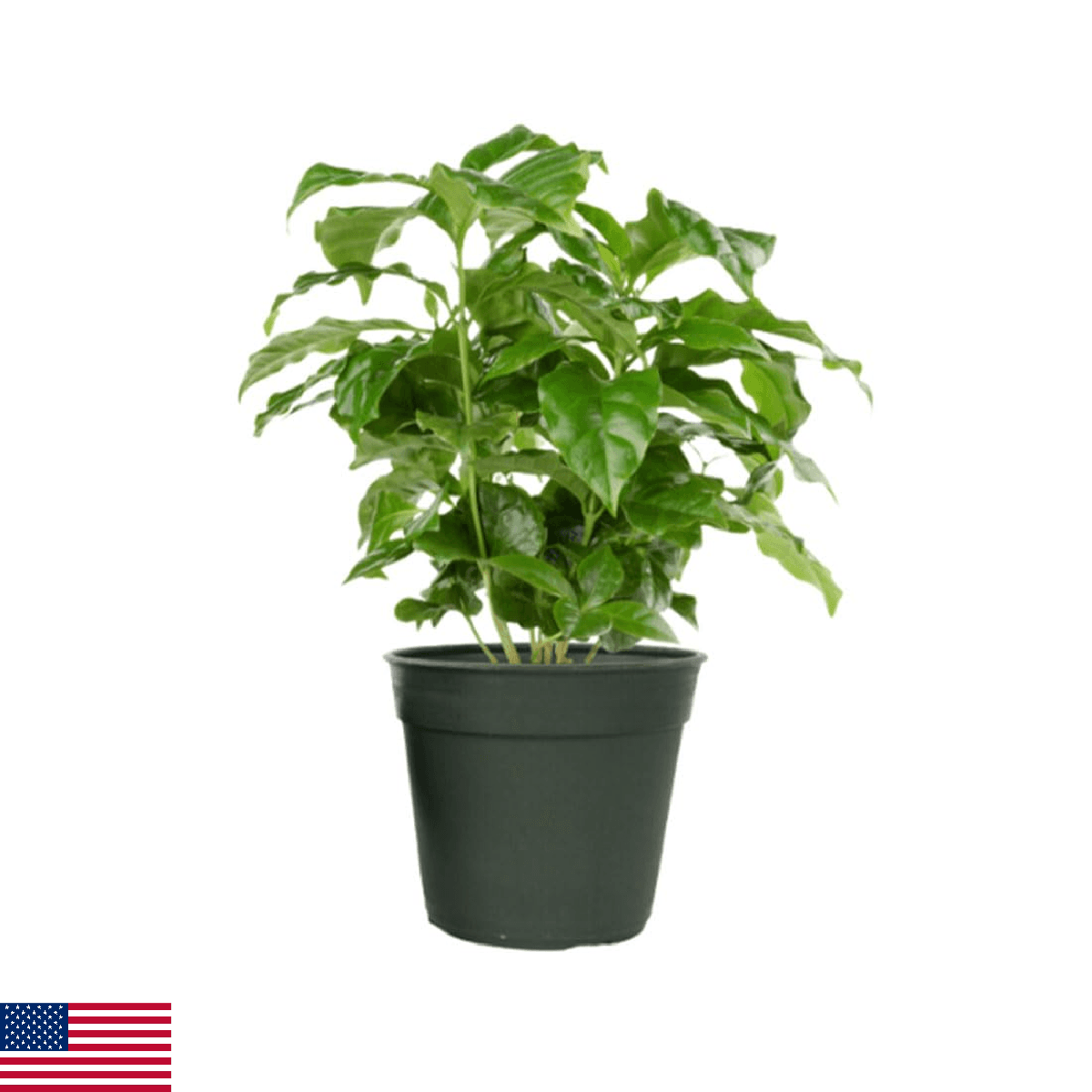 American Plant Exchange Arabica Coffee Live Plant, 4-Inch Pot, Fruiting Indoor H - Image 1
