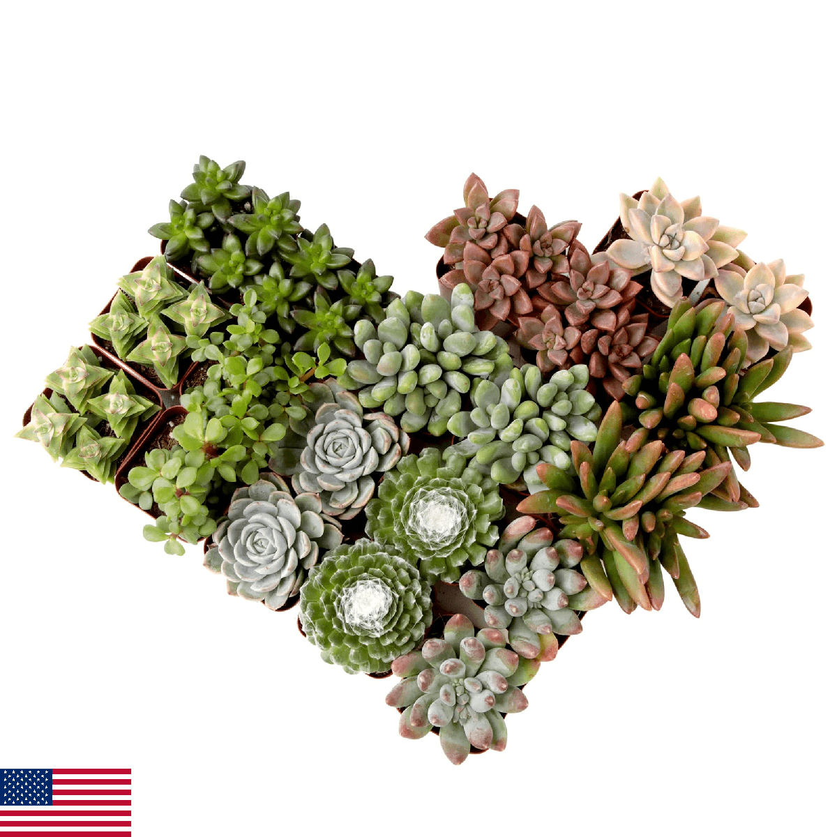 Succulents Plants Live (20PK) Potted Succulent Plants Live House Plants, Cactus - Image 1