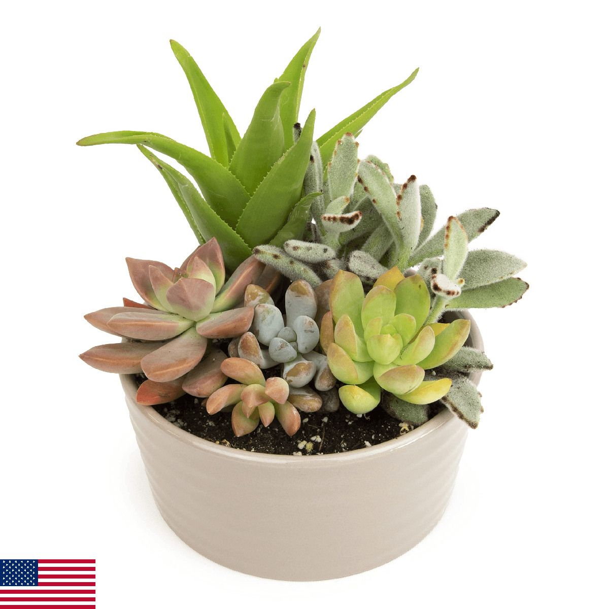 Succulents Plants Live in Garden Succulent Planters, Live Succulent Plants Live - Image 1