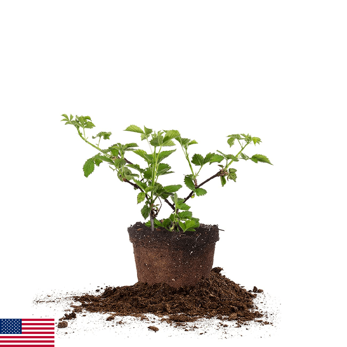 Perfect Plants Arapaho Thornless BlackBerry Bush 1 Gal. Pot Tasty Sweet Fruit La - Image 1