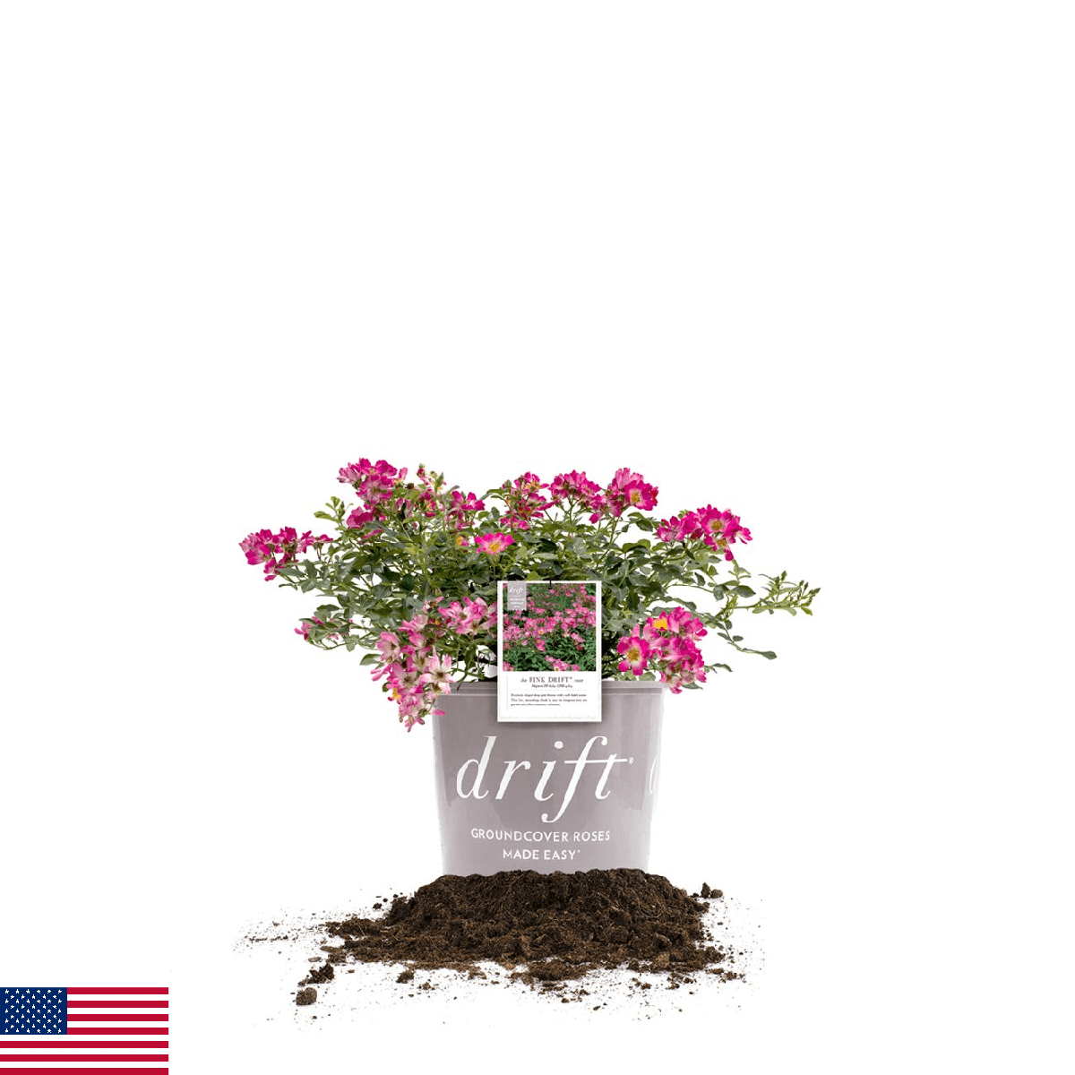 Perfect Plants Pink Drift Rose 1 Gallon Live Plant Includes Planting Guide - Image 1
