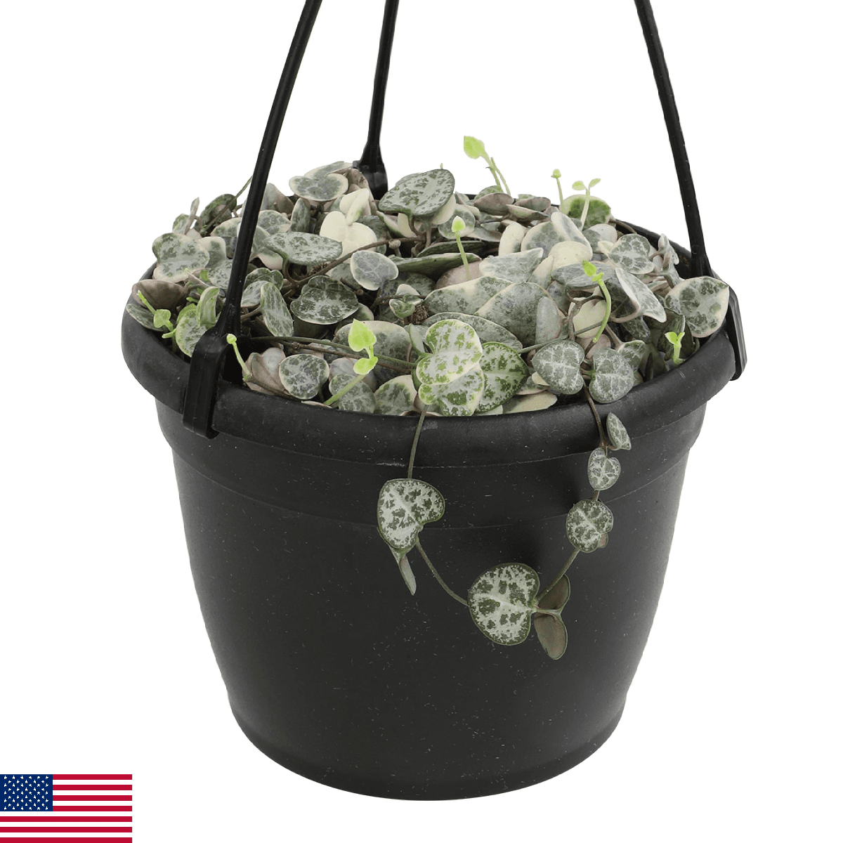 Variegated String of Hearts Hanging Basket - Ceropegia linearis Woodii - Image 1