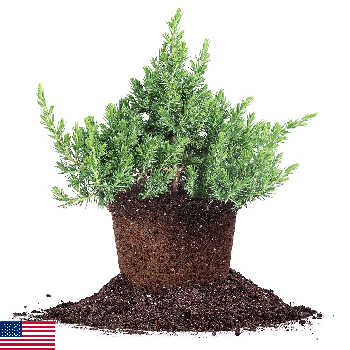 Perfect Plants Blue Pacific Juniper Shrub 1 Gallon | Real Live Outdoor Plant | E - Image 1