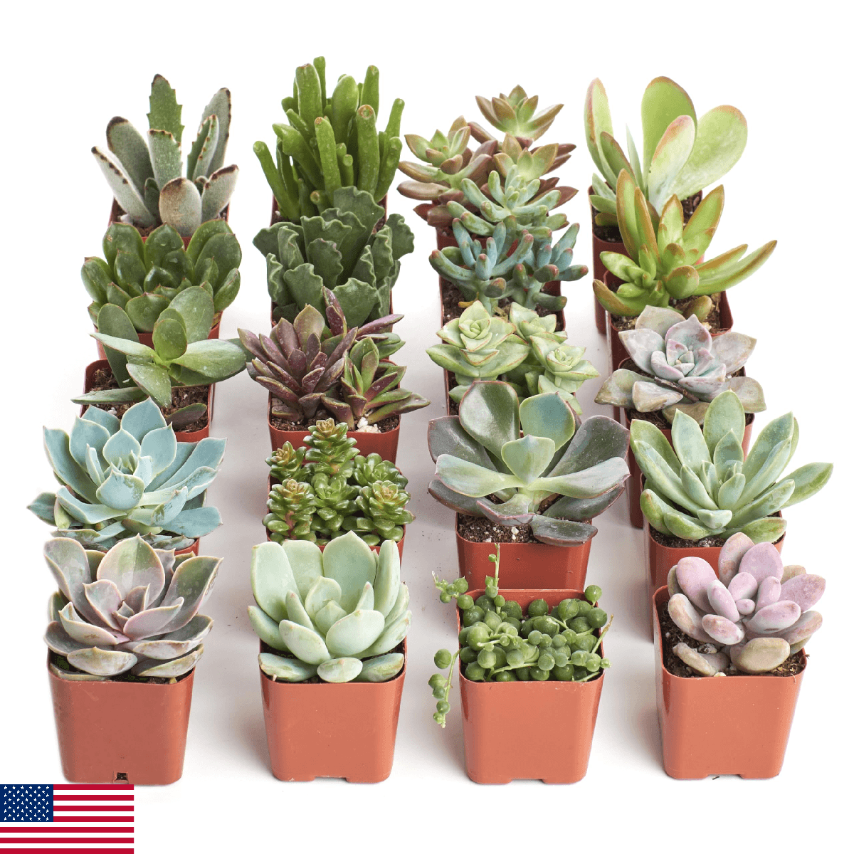 Shop Succulents 20 Live Mini Succulent Plants Bulk - Unique, Low Maint. Favors/G - Image 1