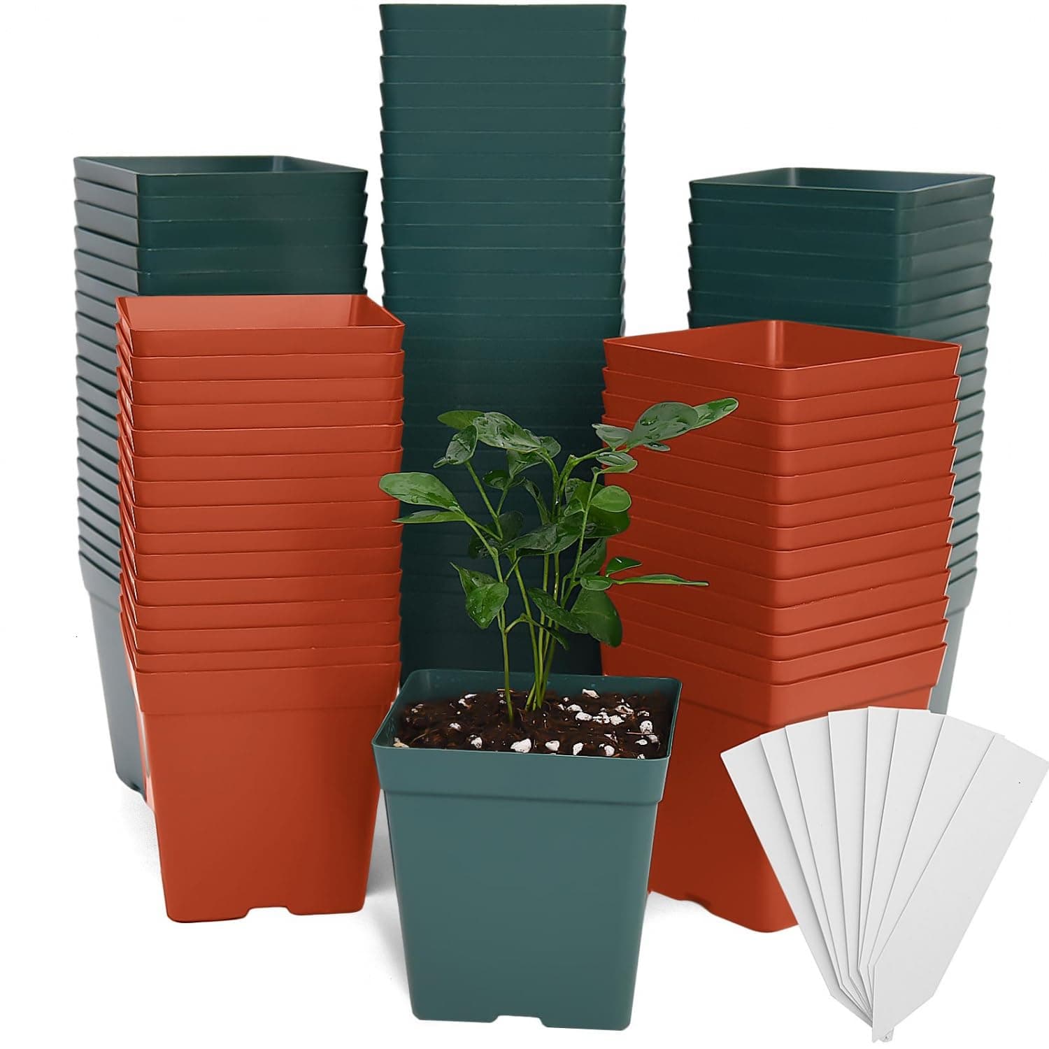 June Fox 100-Pack Green/Red 3.3" Square Nursery Pots w/ Drainage & Labels - Image 1