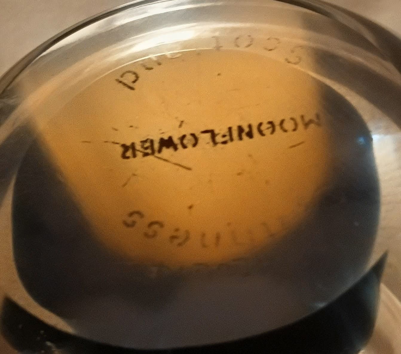 Vintage Caithness Glass "Moonflower" Paperweight - Handmade in Scotland - Cobalt Blue & White - Thumbnail 5