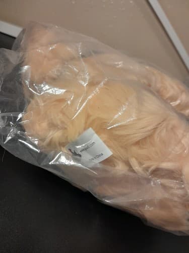 Goettl Air Conditioning Wheaton Terrier Dog Mascot Sadie Plush Brown 9" - Thumbnail 3
