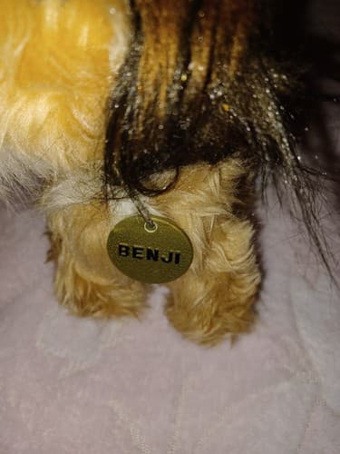 Vintage BENJI Plush Stuffed Dog 8” 1978 Dakin Brass Tag Collar Joe Camp's Movie - Thumbnail 3