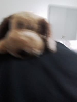TY Beanie Babie "Bones" The Dog - Image 1