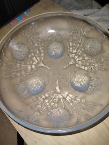 Sabino France Blue Opalescent Glass Molded Sea Urchin Centerpiece Dish, Signed - Image 1