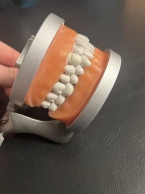 ModuPRO Acadental Carrier Tray and Hinge for Typodont Teeth Model Dental Dentist - Thumbnail 17