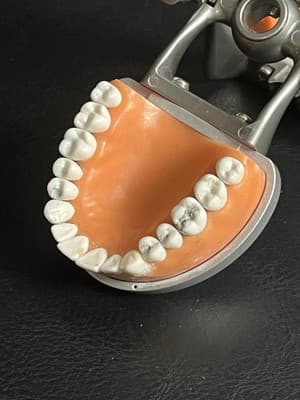 ModuPRO Acadental Carrier Tray and Hinge for Typodont Teeth Model Dental Dentist - Thumbnail 7