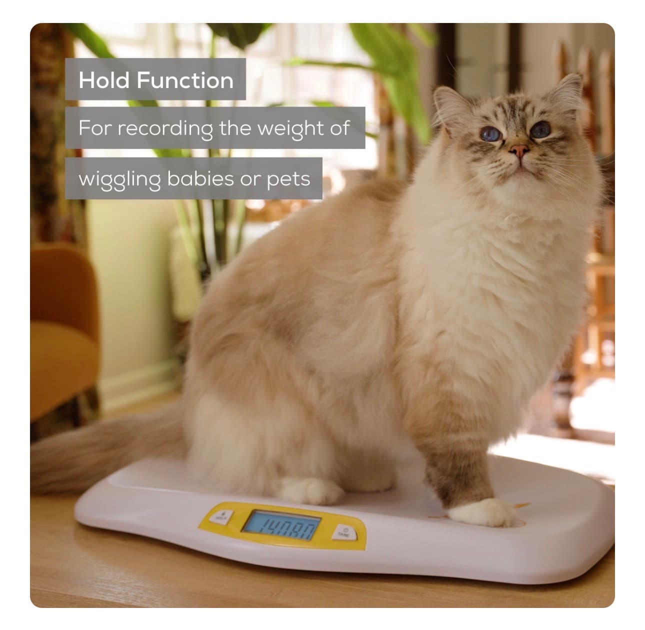 New Beurer Baby Scale with High Precision Sensors - Thumbnail 7