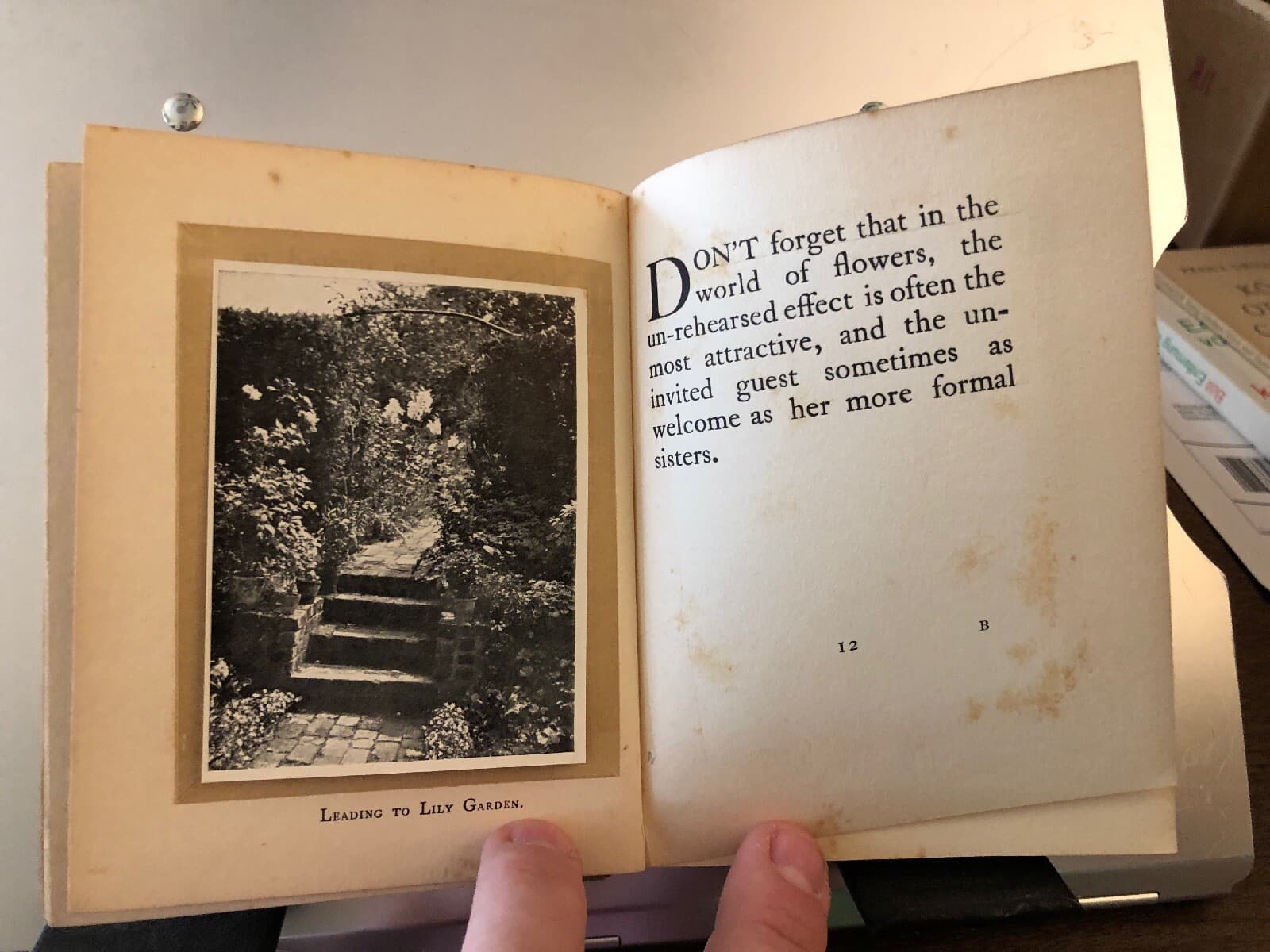rare GARDENING DON'TS Marrion Chappell 1913 Bickers 17 Photos Hampshire - Thumbnail 5