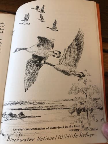 East of the bay Vivid highlights of five great counties: Eastern Shore Ted Giles - Thumbnail 4