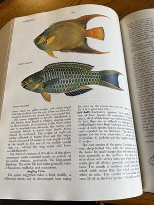 McClane's Standard Fishing Encyclopedia Hardcover Angling Guide Illustrated - Thumbnail 9