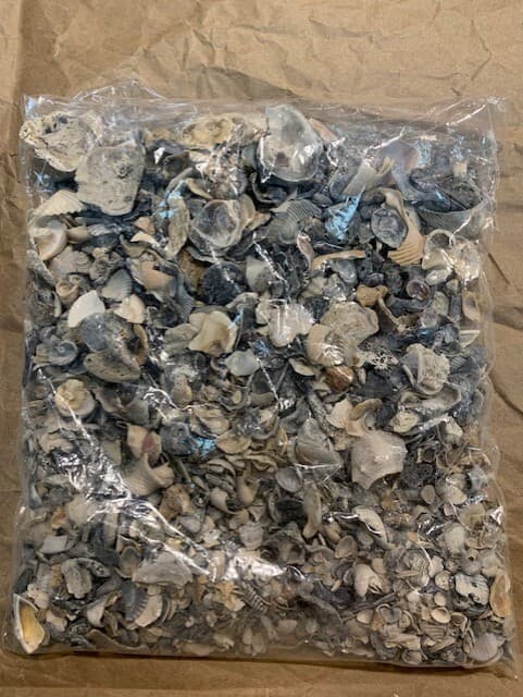 Crushed Broken Natural Sea Shells 24 ounces Crafts Fertilizer Galveston TX - Thumbnail 2