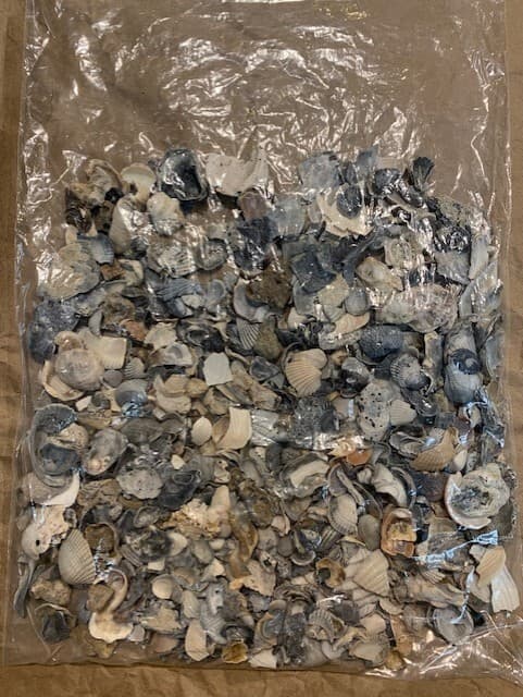 Crushed Broken Natural Sea Shells 24 ounces Crafts Fertilizer Galveston TX - Thumbnail 5