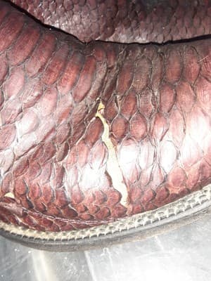 Vintage Justin Wine/Maroon/Red, Back Cut Python Boots, Size 8 1/2 - Thumbnail 7