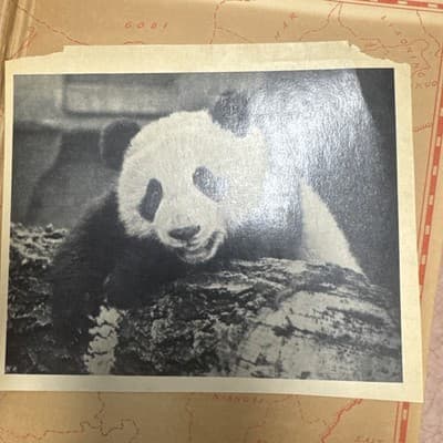 The Lady and the Panda 1938 1st Ed Harkness China Panda Adventure Exploration - Thumbnail 6
