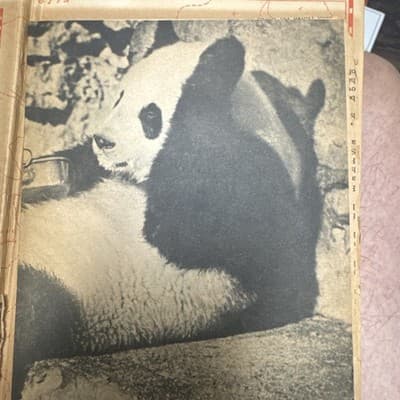 The Lady and the Panda 1938 1st Ed Harkness China Panda Adventure Exploration - Thumbnail 7