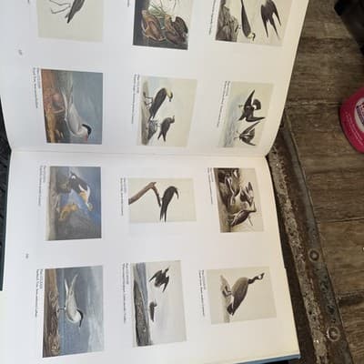 John James Audubon The Watercolors for The Birds of America #A1860 - Thumbnail 4