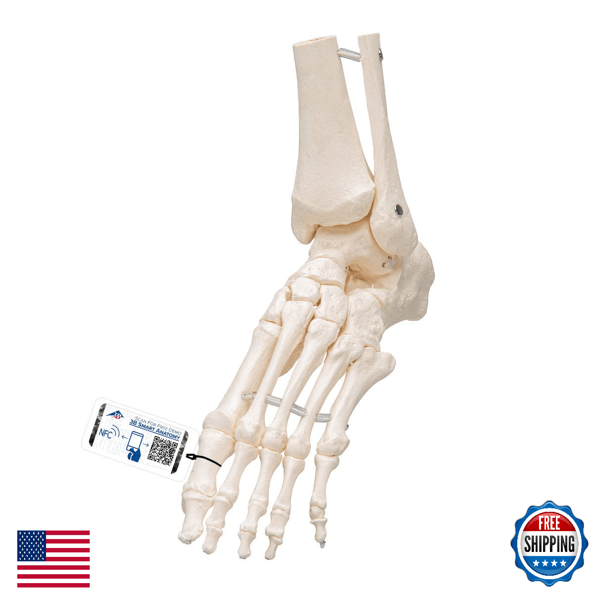 3B Scientific A31/1 Foot Skeleton-flexibly w/portions of Tibia- Fibula - 3B Smar - Image 1