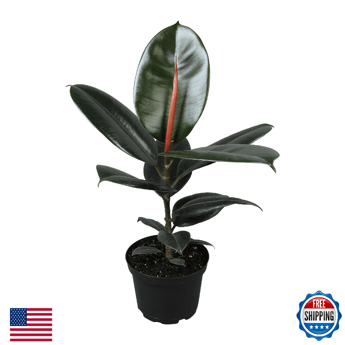Burgundy Ficus Live Tree (16" Tall) in 6" Pot - Air Purifying Rubber Plant - Image 1