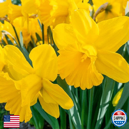BRECK'S - Carlton Daffodil Dormant Spring Flowering Bulbs - 15 Bulbs per Offer - Image 1