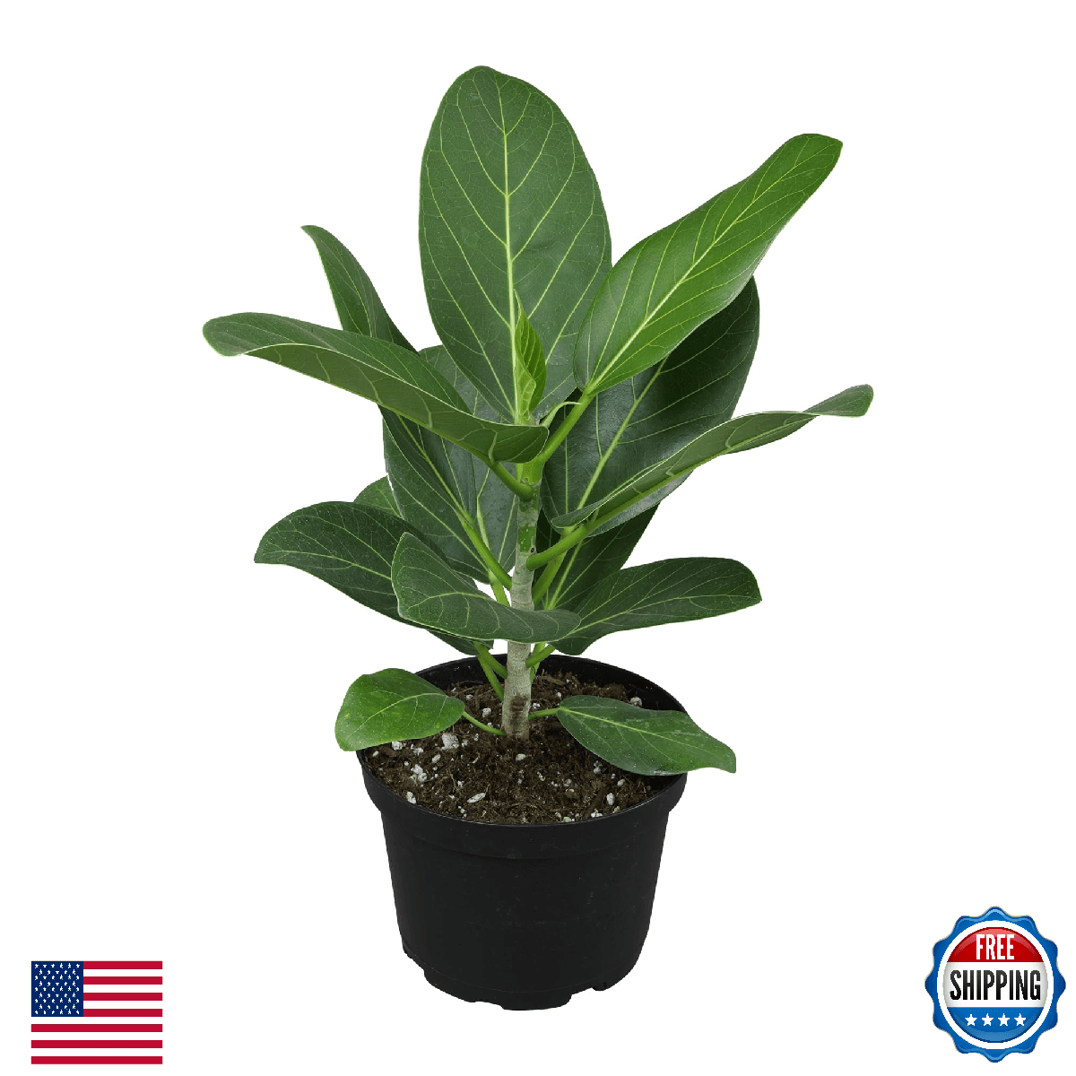 Ficus Audrey Tree (16" Tall) in 6" Pot - Easy Care, Air Purifying - Image 1