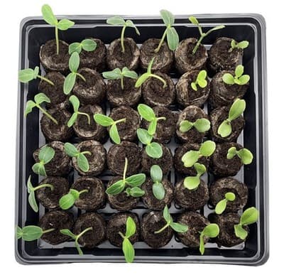 Jiffy Seed Starter Kit 2 Pack 36 Cell Seeding Tray Germination Humidity Dome - Thumbnail 9