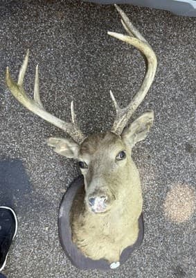 Vintage Whitetail Deer Buck Shoulder Mount 8 Point 17in Spread Taxidermy Ozark - Thumbnail 2