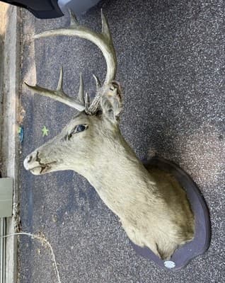 Vintage Whitetail Deer Buck Shoulder Mount 8 Point 17in Spread Taxidermy Ozark - Thumbnail 3