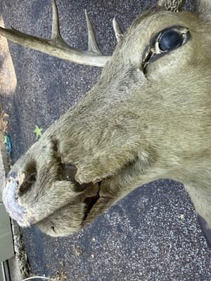 Vintage Whitetail Deer Buck Shoulder Mount 8 Point 17in Spread Taxidermy Ozark - Thumbnail 6