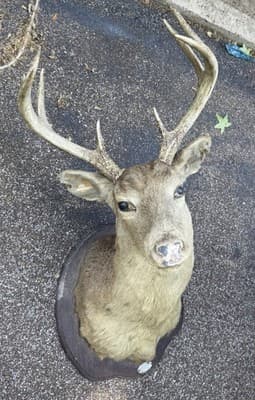 Vintage Whitetail Deer Buck Shoulder Mount 8 Point 17in Spread Taxidermy Ozark - Image 1