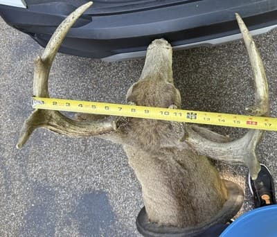 Vintage Whitetail Deer Buck Shoulder Mount 8 Point 17in Spread Taxidermy Ozark - Thumbnail 10