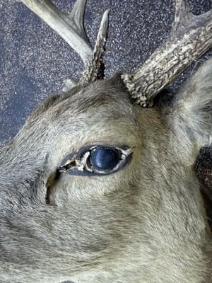 Vintage Whitetail Deer Buck Shoulder Mount 8 Point 17in Spread Taxidermy Ozark - Thumbnail 7