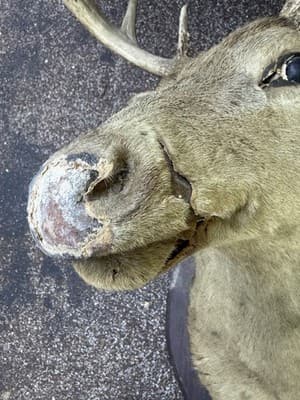 Vintage Whitetail Deer Buck Shoulder Mount 8 Point 17in Spread Taxidermy Ozark - Thumbnail 5
