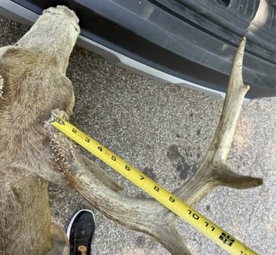 Vintage Whitetail Deer Buck Shoulder Mount 8 Point 17in Spread Taxidermy Ozark - Thumbnail 11