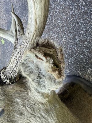 Vintage Whitetail Deer Buck Shoulder Mount 8 Point 17in Spread Taxidermy Ozark - Thumbnail 8