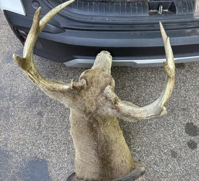 Vintage Whitetail Deer Buck Shoulder Mount 8 Point 17in Spread Taxidermy Ozark - Thumbnail 9