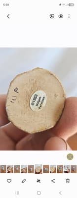 Wee Forest Folk FIRST CHRISTMAS M-093 1983 Retired William Petersen - Thumbnail 5