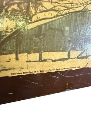 Vintage National #801 Brass King Top Notch Washboard w/ Chicken Print - Thumbnail 7