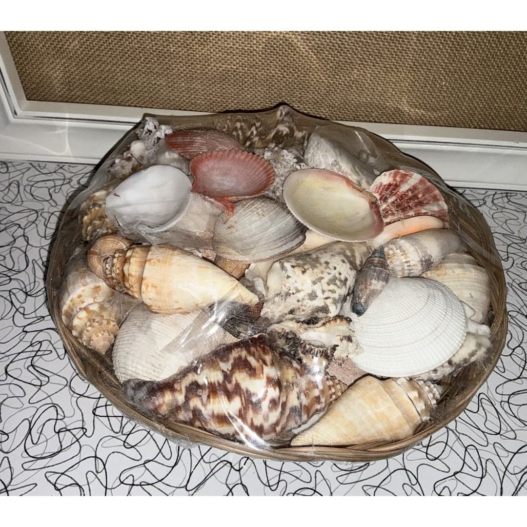 Basket of Sea Shells Large Lot With A Variety Clean New Over 4Lbs
